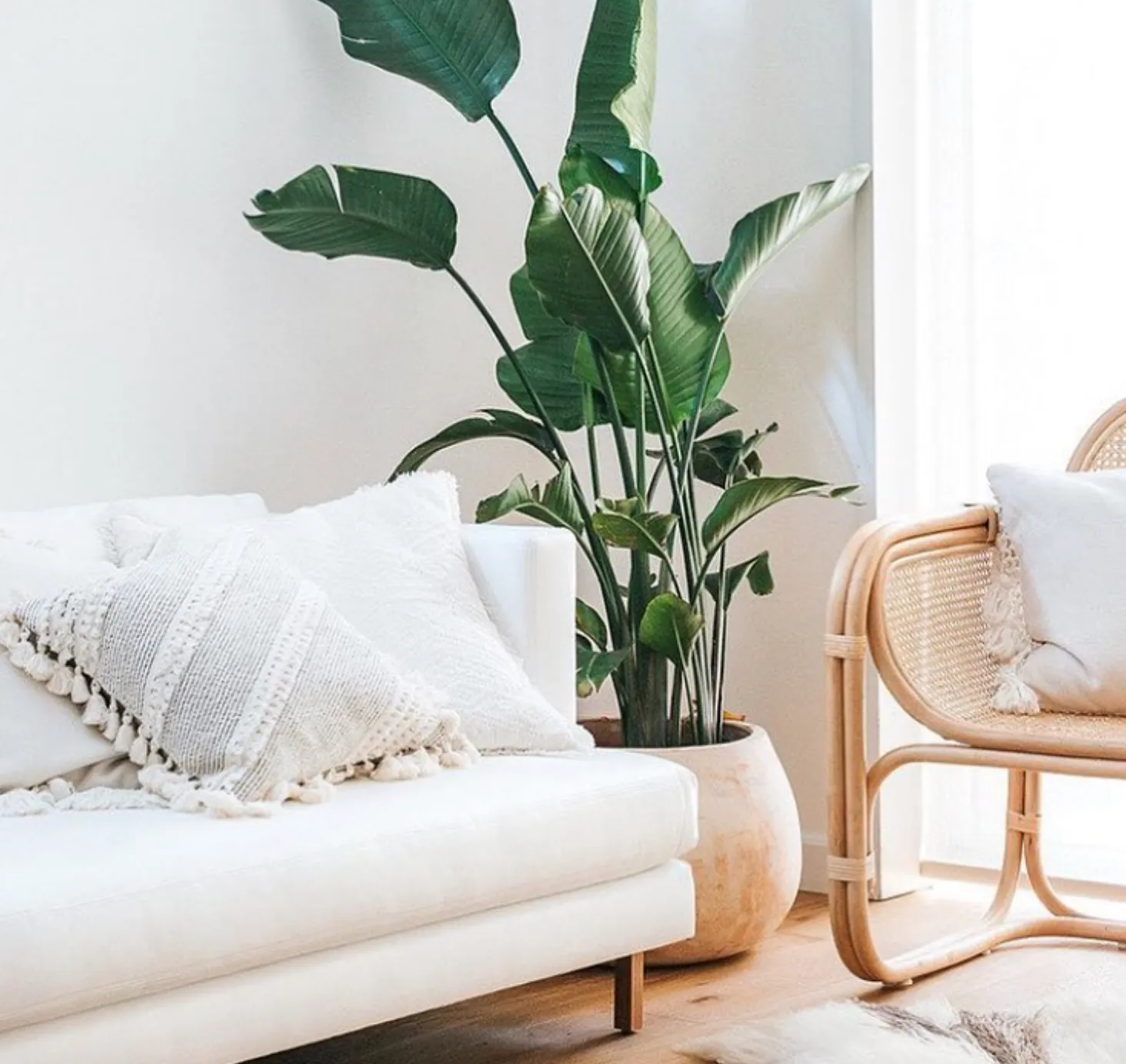 Melrose Sofa Collection
